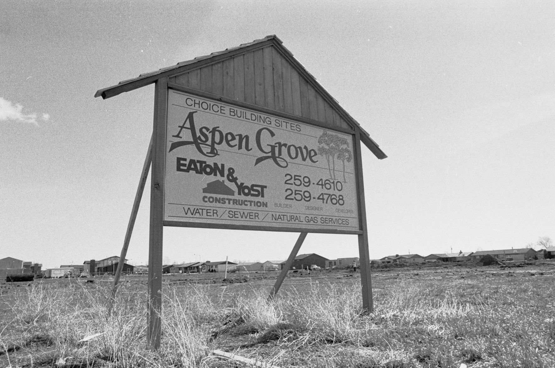 Aspen Grove